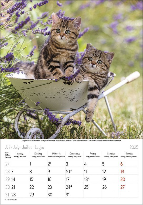 Bild: 9783731876168 | Katzen 2025 | Korsch Verlag | Kalender | Spiralbindung | 13 S. | 2025