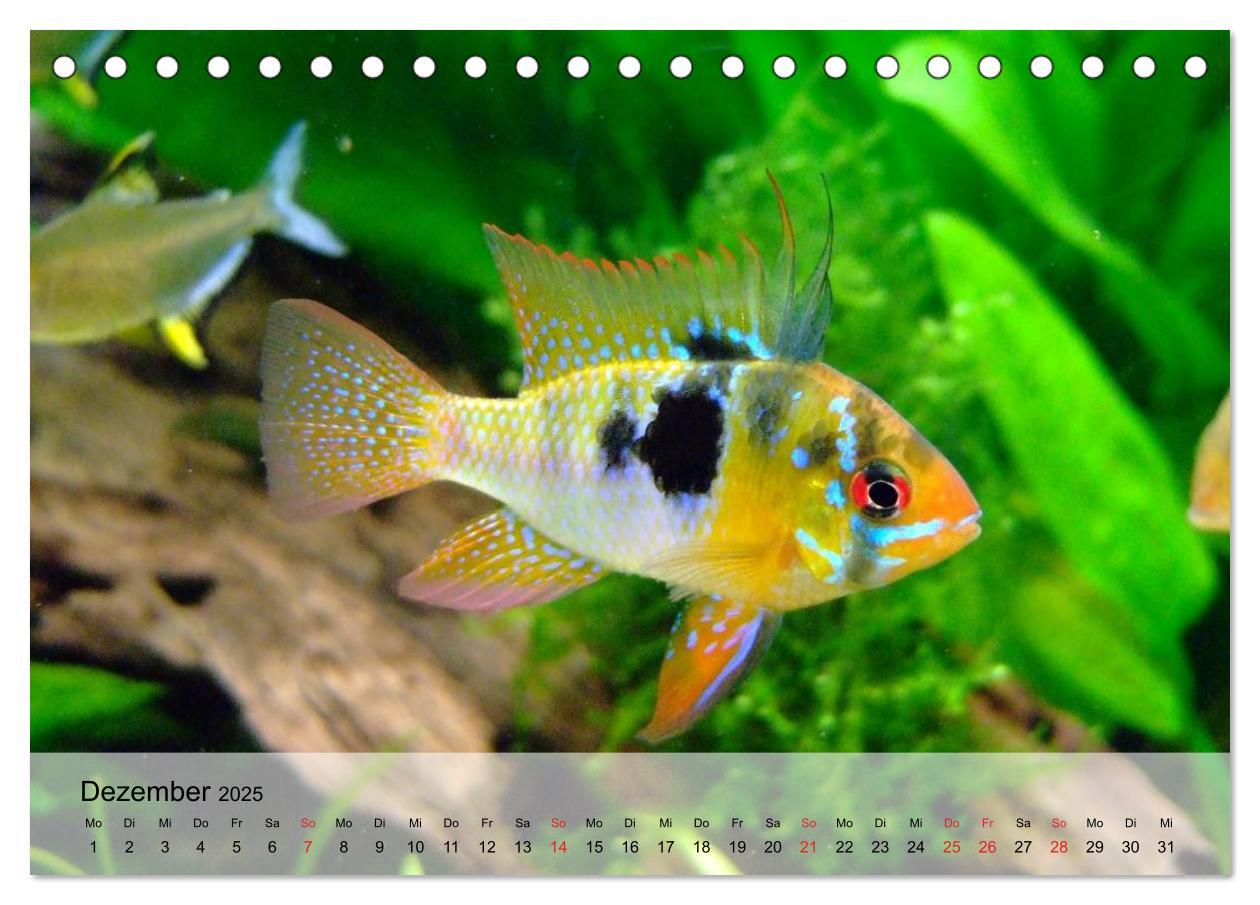 Bild: 9783435589456 | Knallbunte Wasserwelt. Die Welt der Fische (Tischkalender 2025 DIN...