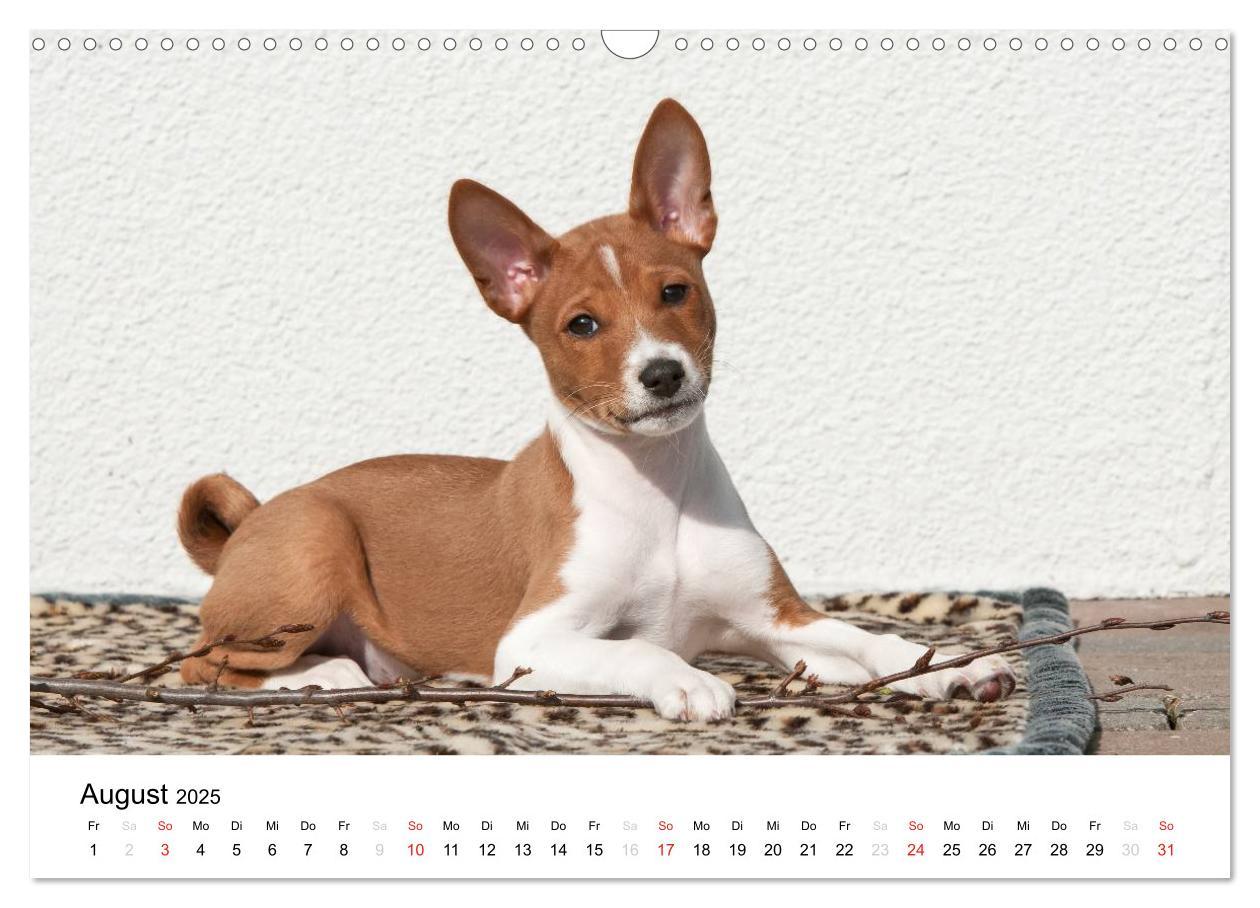 Bild: 9783435464982 | Allerliebste Basenji Welpen 2025 (Wandkalender 2025 DIN A3 quer),...