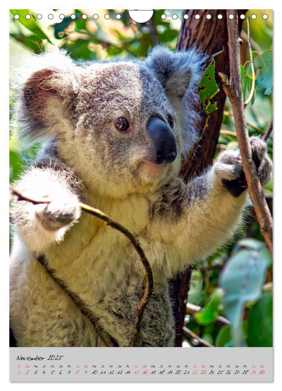 Bild: 9783435950577 | Koala, kleiner Bär (Wandkalender 2025 DIN A4 hoch), CALVENDO...