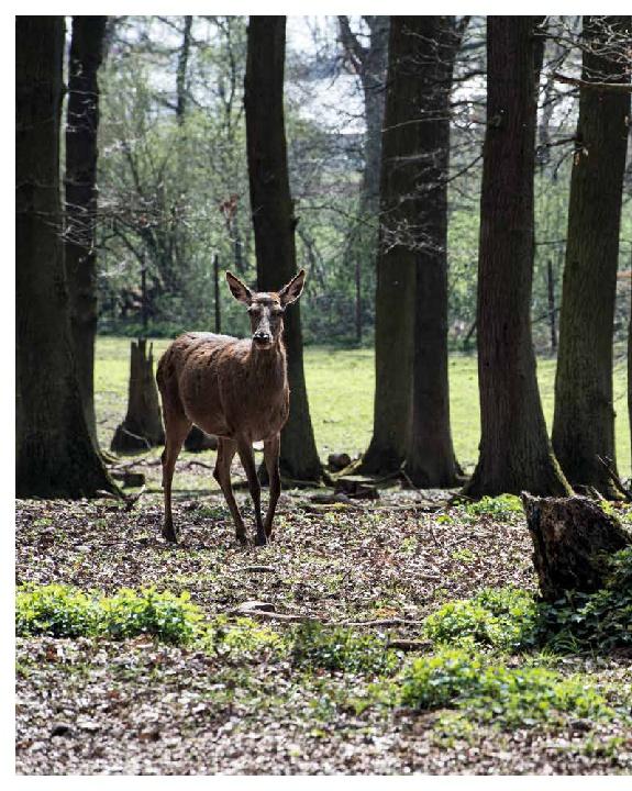 Bild: 9783966642989 | Schnelle Wildgerichte - Das Wild Kochbuch | Markus Bitzen | Buch