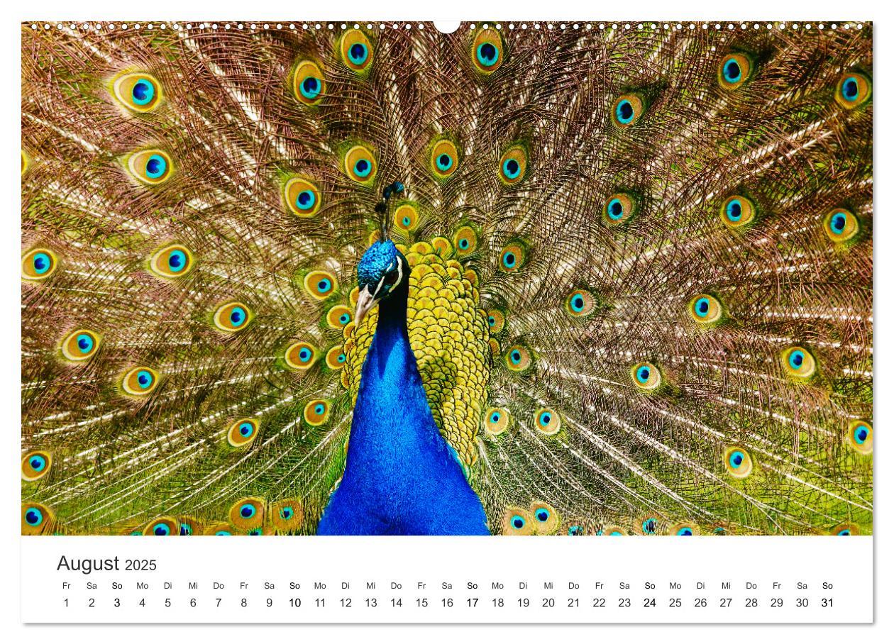 Bild: 9783435040766 | Vogelwelt - Die Könige der Lüfte. (Wandkalender 2025 DIN A2 quer),...