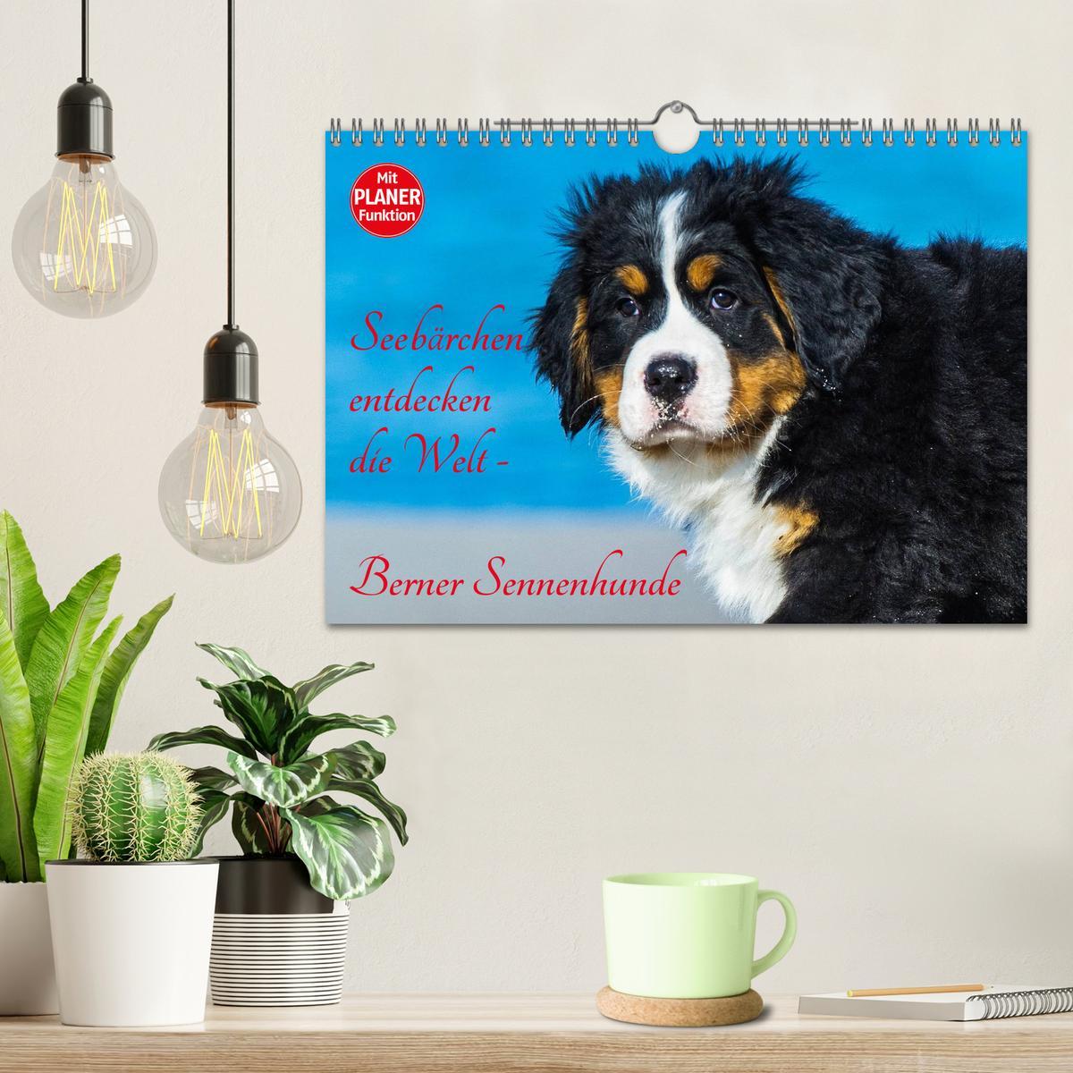 Bild: 9783435478736 | Seebärchen entdecken die Welt - Berner Sennenhunde (Wandkalender...