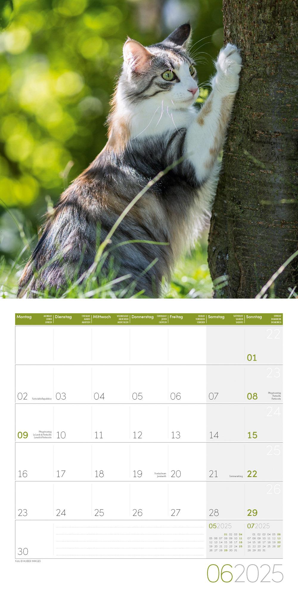 Bild: 9783838445205 | Katzen Kalender 2025 - 30x30 | Ackermann Kunstverlag | Kalender | 2025