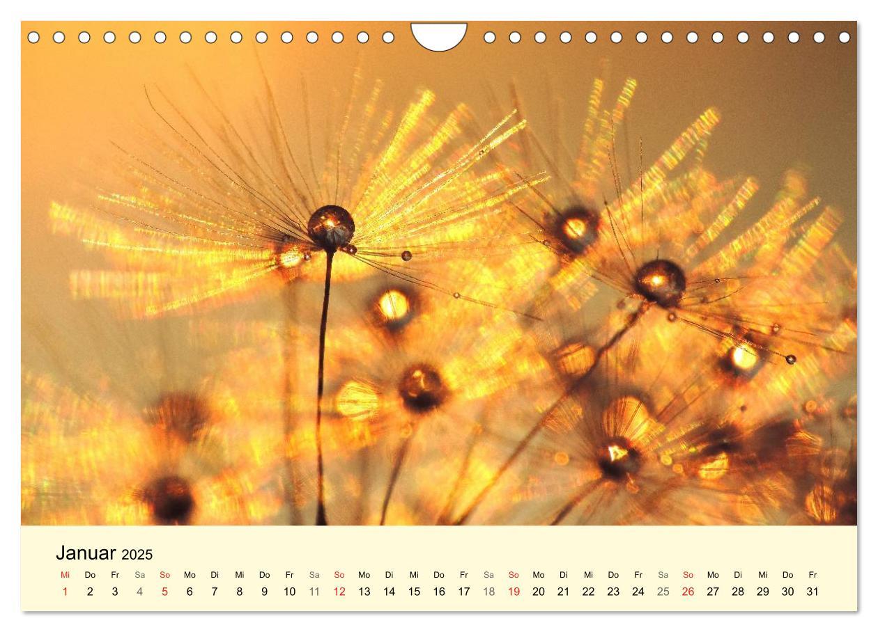 Bild: 9783435746910 | Naturjuwel Pusteblume (Wandkalender 2025 DIN A4 quer), CALVENDO...