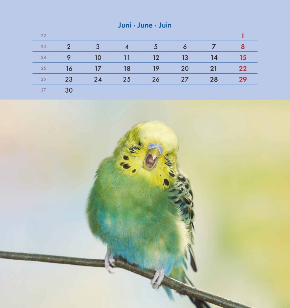 Bild: 4251732342319 | Wellensittiche 2025 - Postkartenkalender 16x17 cm - Budgies - zum...