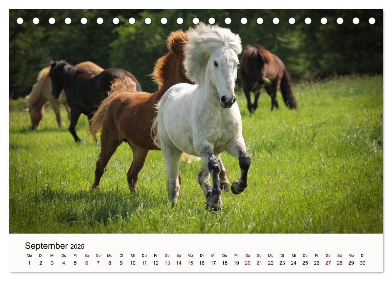 Bild: 9783435394975 | Isländer - icelandic horses (Tischkalender 2025 DIN A5 quer),...