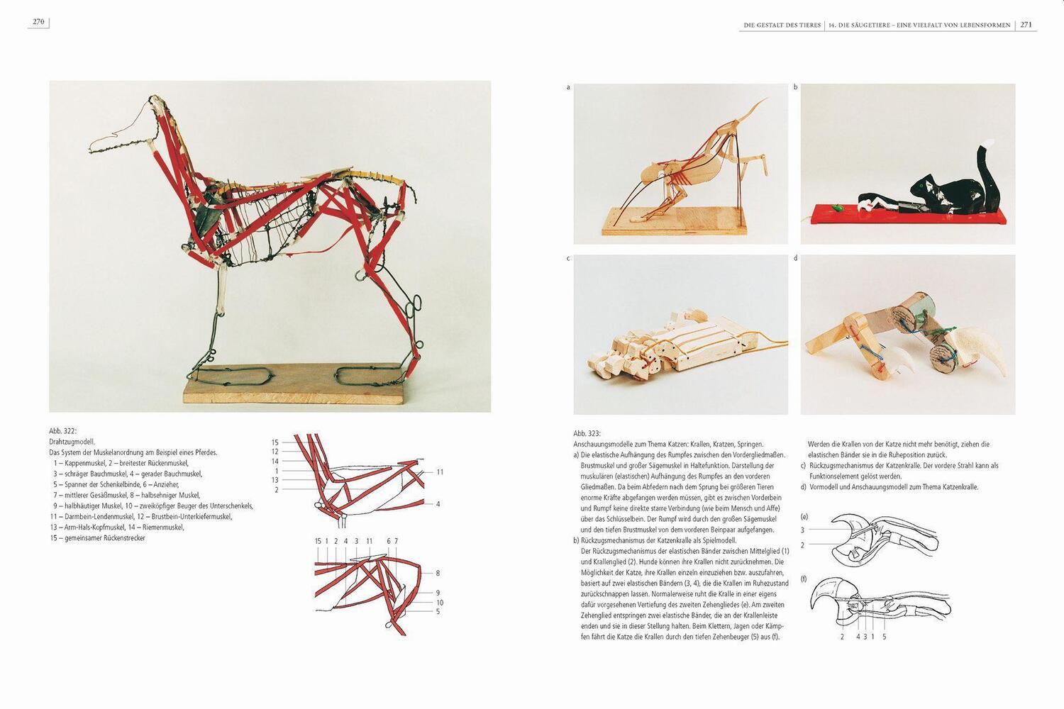 Bild: 9783968490526 | Gestalt und Anatomie | Ein Leitfaden für den bildnerischen Weg | Buch