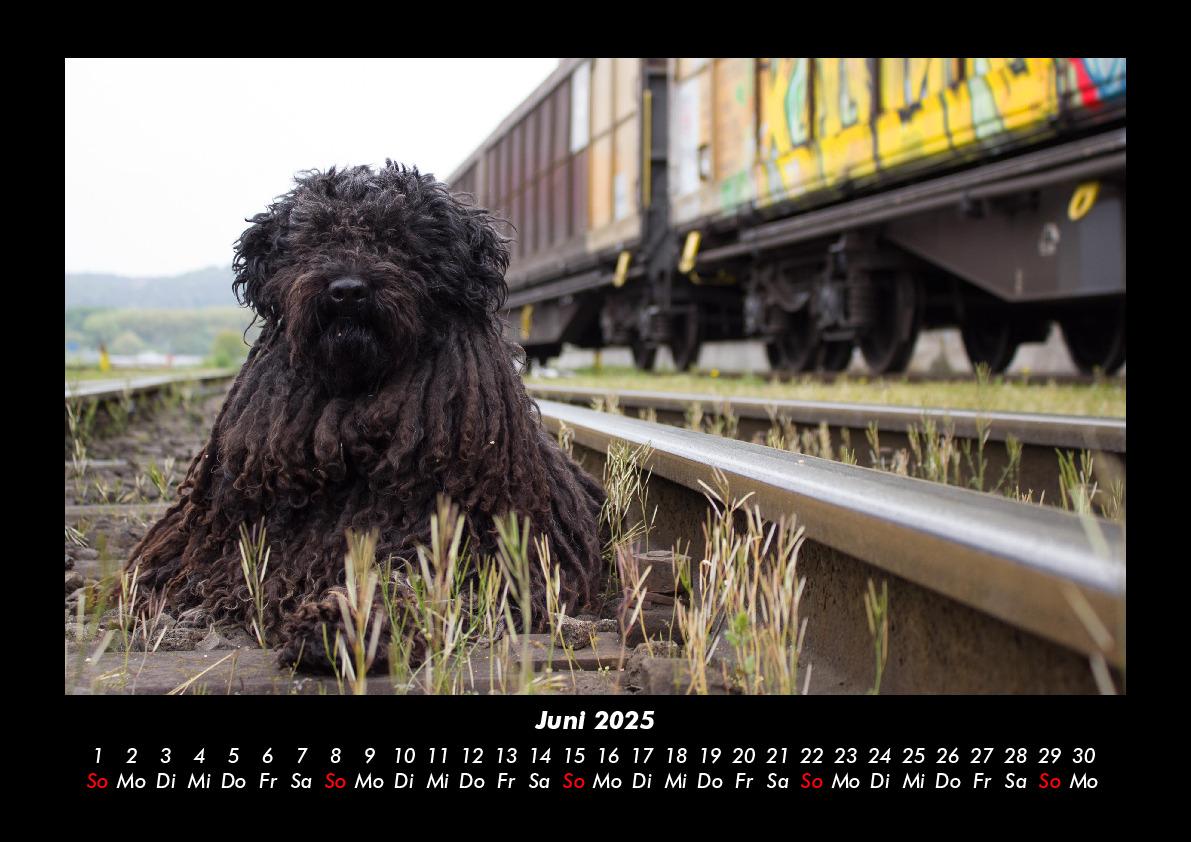 Bild: 9783755980223 | Haustierkalender 2025 Fotokalender DIN A3 | Tobias Becker | Kalender