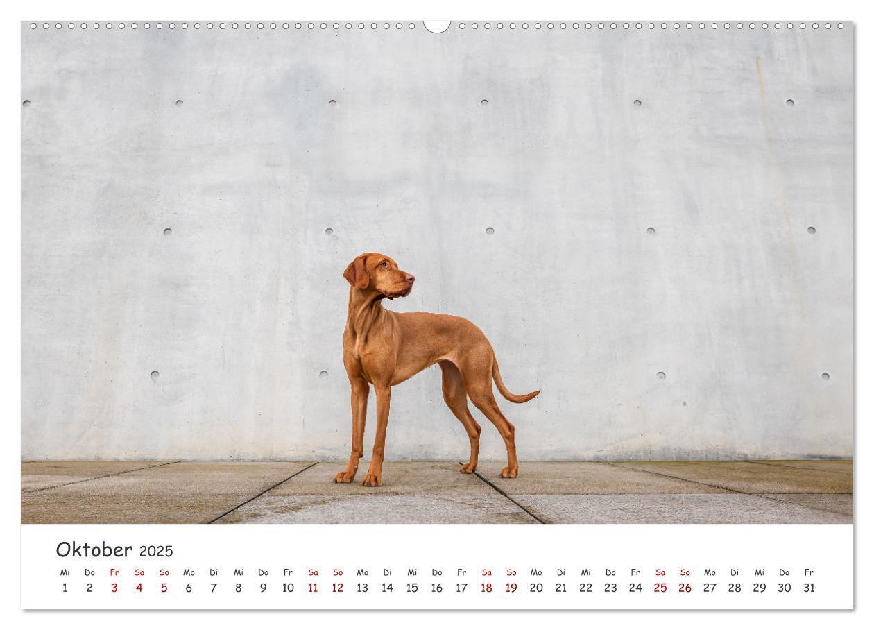 Bild: 9783457183557 | Berlin City Dogs - Berliner Hunde (Wandkalender 2025 DIN A2 quer),...