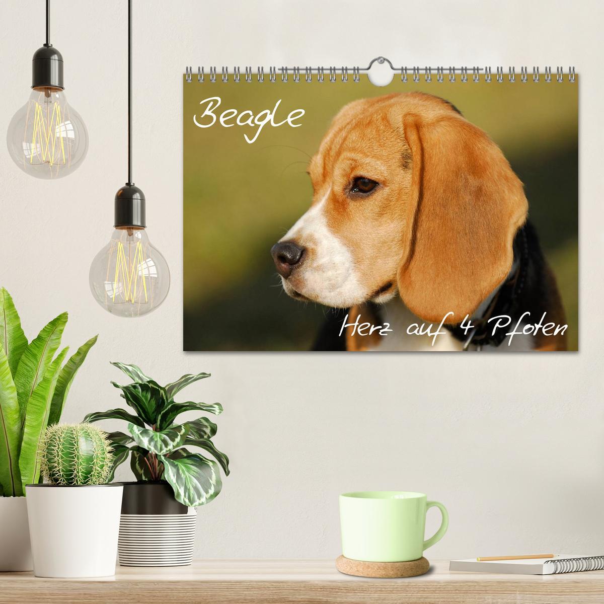 Bild: 9783435575800 | Beagle - Herz auf 4 Pfoten (Wandkalender 2025 DIN A4 quer),...