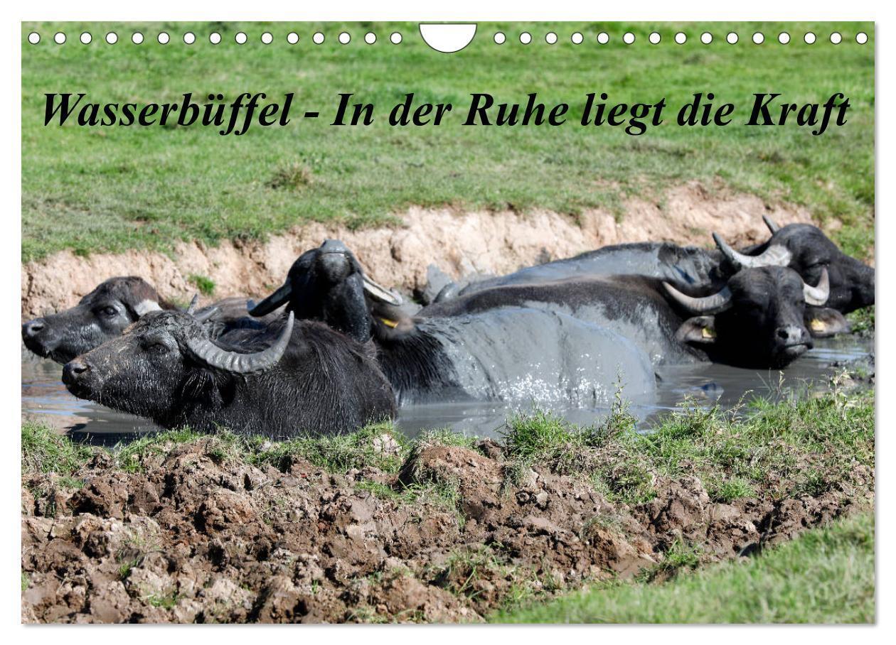 Cover: 9783435207237 | Wasserbüffel - In der Ruhe liegt die Kraft (Wandkalender 2025 DIN...