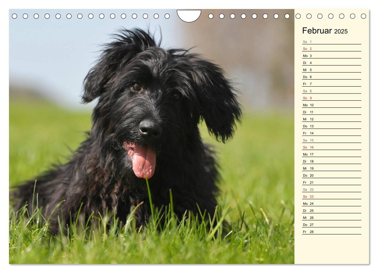 Bild: 9783435541935 | Altdeutsche Hütehunde - Fast vergessen (Wandkalender 2025 DIN A4...