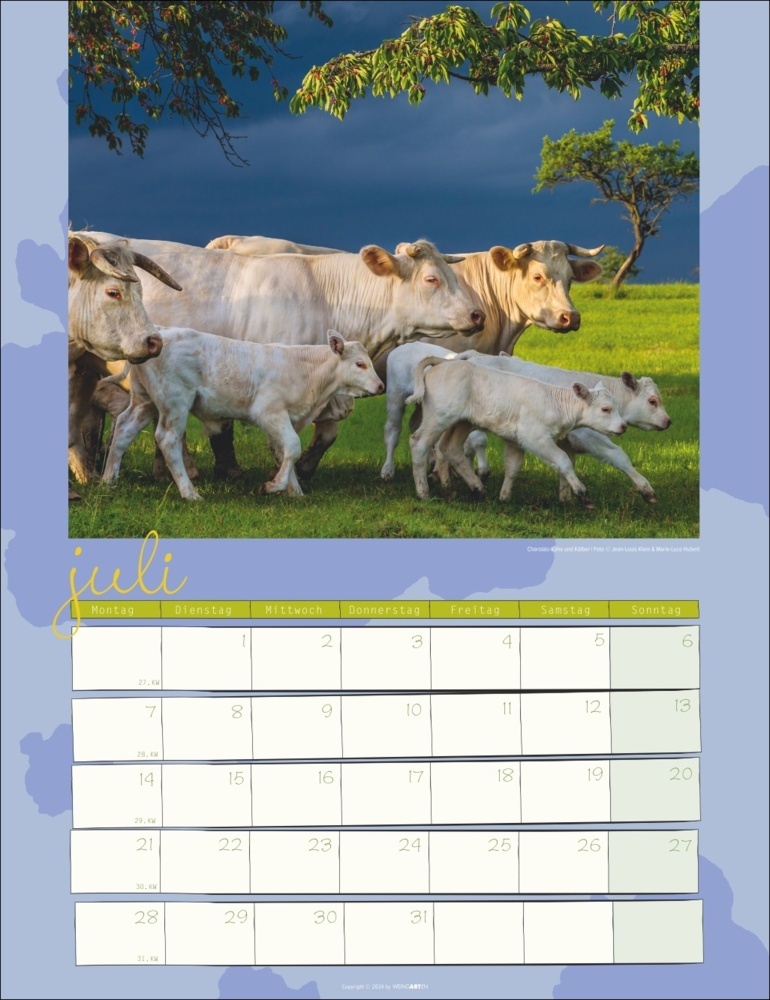 Bild: 9783839900734 | Kuh Kalender 2025 | Marie-Luce Hubert (u. a.) | Kalender | 14 S.