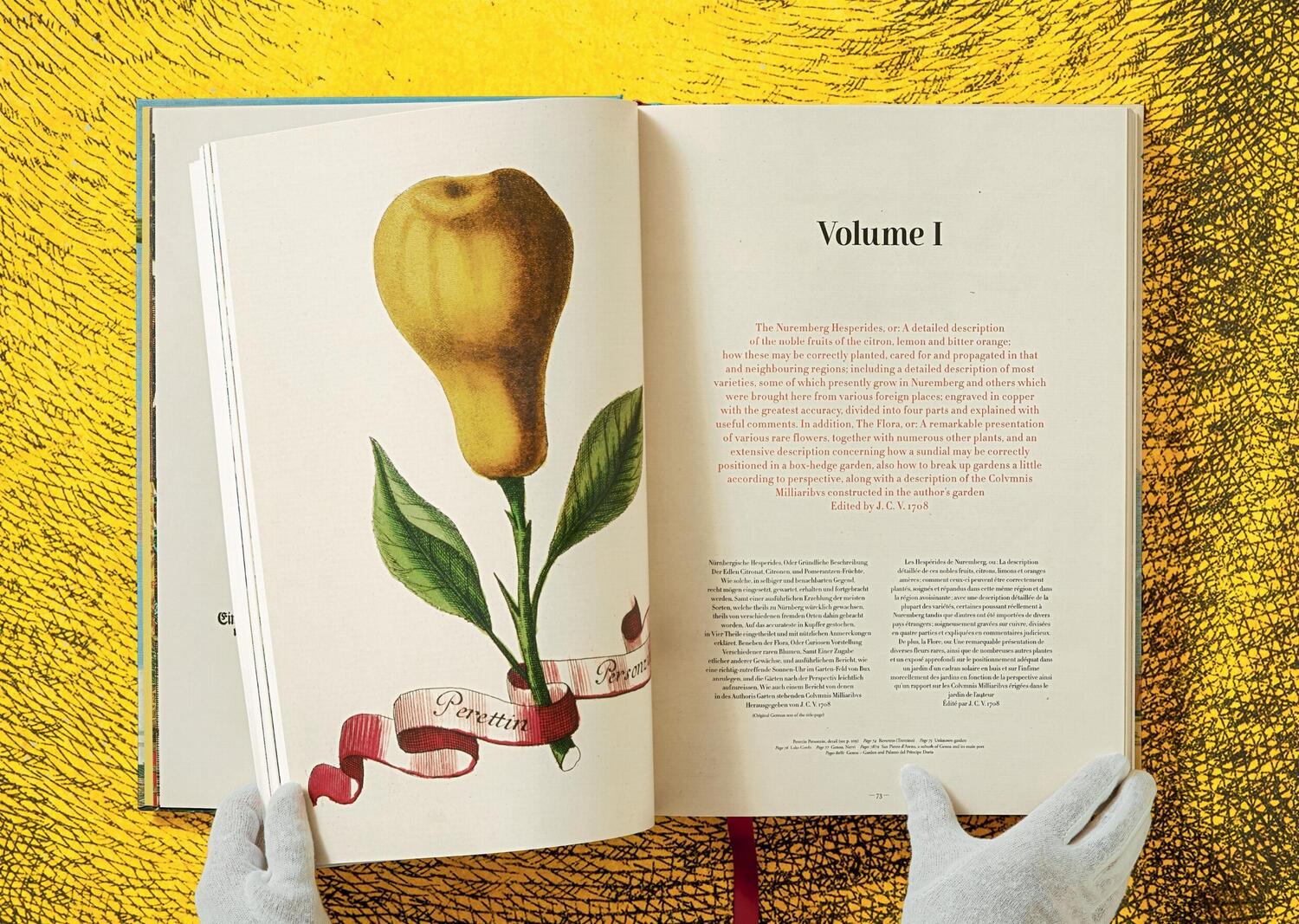 Bild: 9783836535250 | J. C. Volkamer. The Book of Citrus Fruits | Collector's Edition | Buch