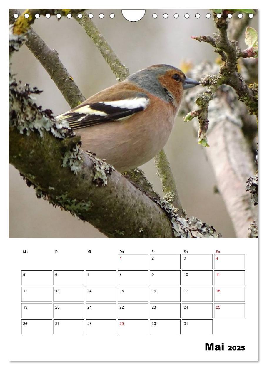 Bild: 9783457042380 | Amsel, Drossel, Fink und Star - beobachtet (Wandkalender 2025 DIN...