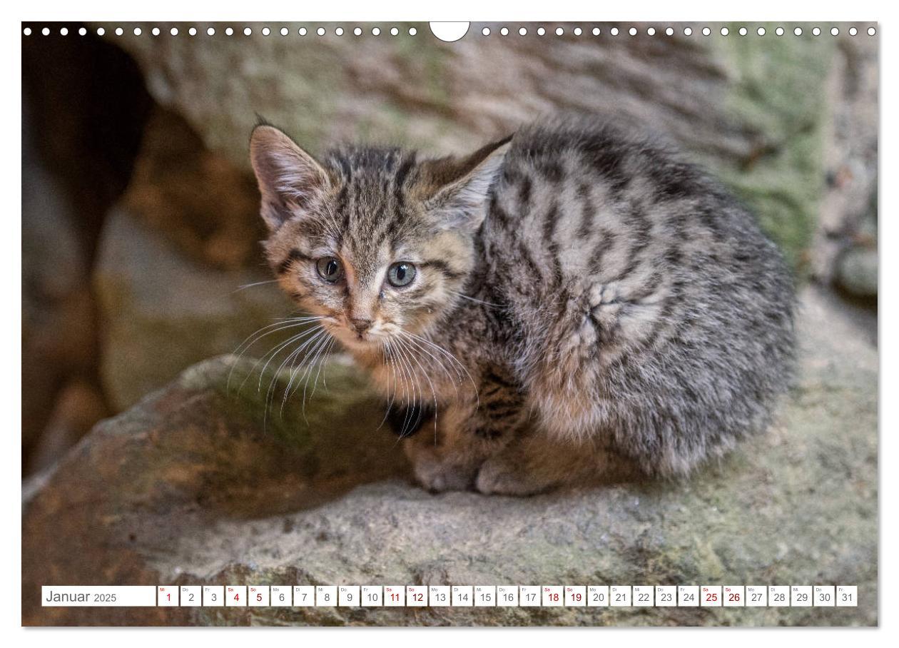 Bild: 9783435231089 | Wildkatzenbabys - wild und zuckersüß. (Wandkalender 2025 DIN A3...