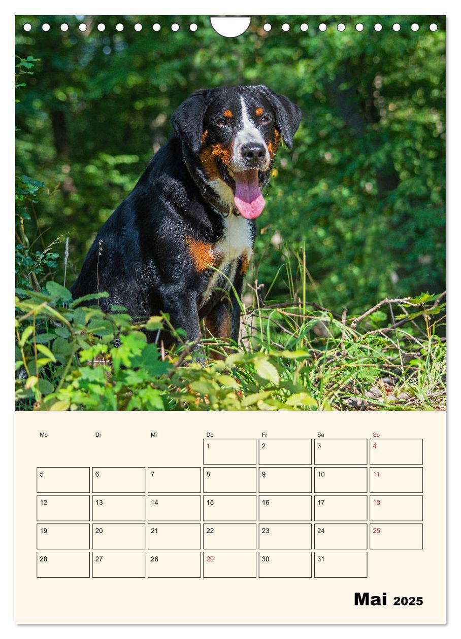 Bild: 9783435936939 | Appenzeller Sennenhund - Mit Plan durch das Jahr (Wandkalender 2025...