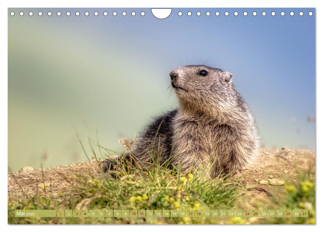 Bild: 9783457163948 | Tiere der Alpen - Murmeltier-Kinder (Wandkalender 2025 DIN A4...