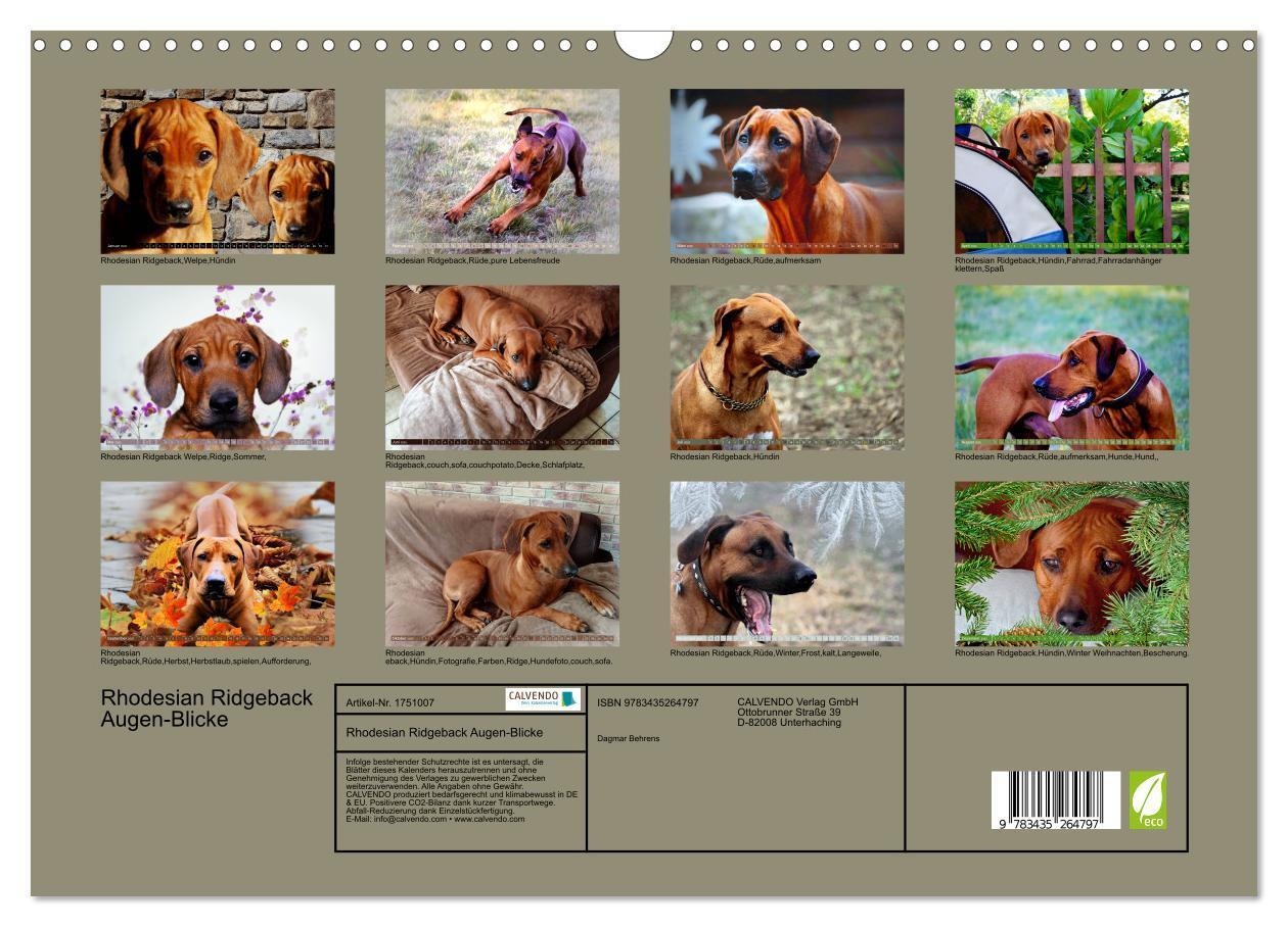 Bild: 9783435264797 | Rhodesian Ridgeback Augen-Blicke (Wandkalender 2025 DIN A3 quer),...