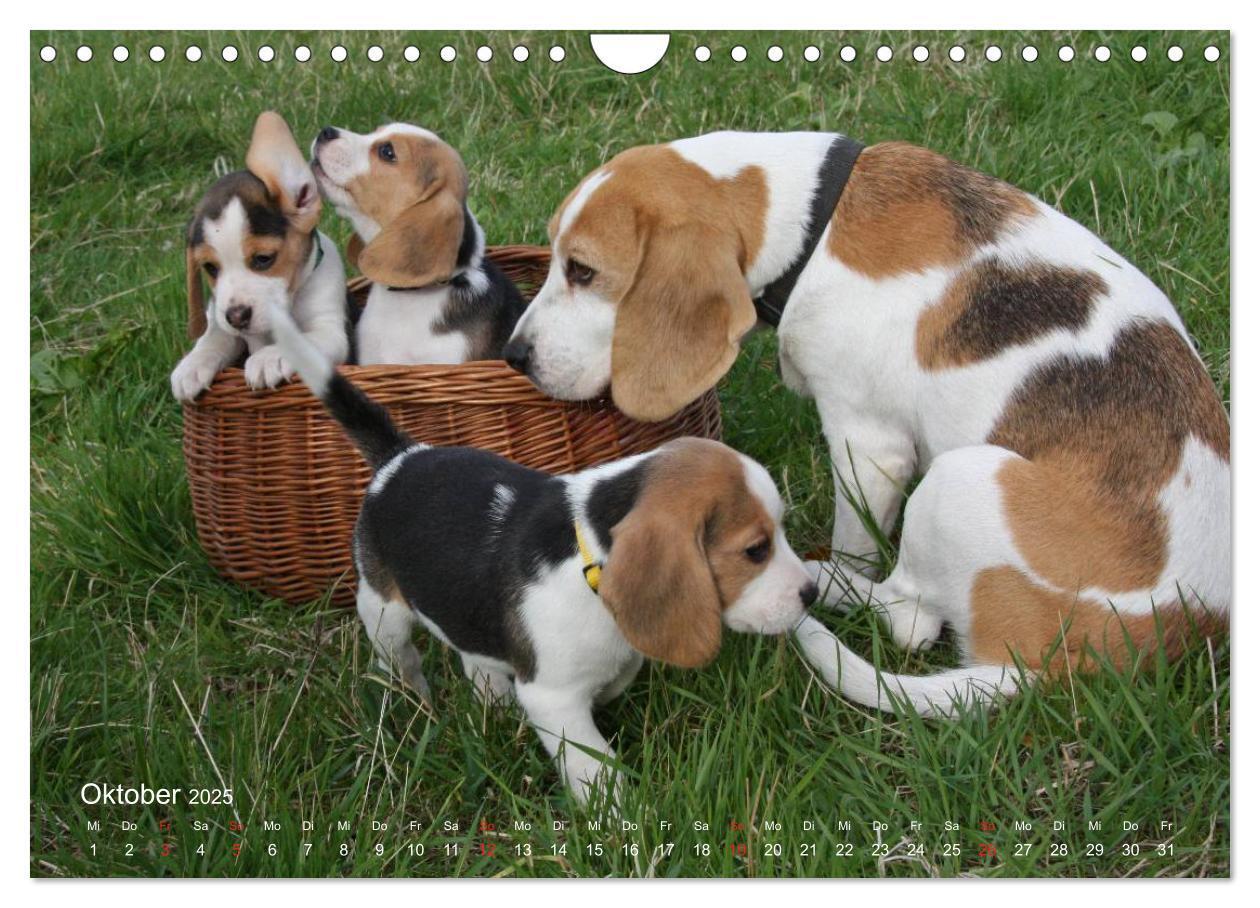 Bild: 9783435746859 | Beagle (Wandkalender 2025 DIN A4 quer), CALVENDO Monatskalender | Berg