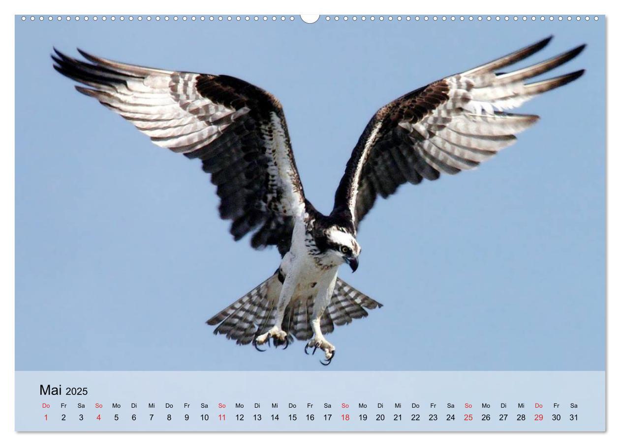 Bild: 9783435650712 | Falken und Greifvögel. Edle Jäger (Wandkalender 2025 DIN A2 quer),...