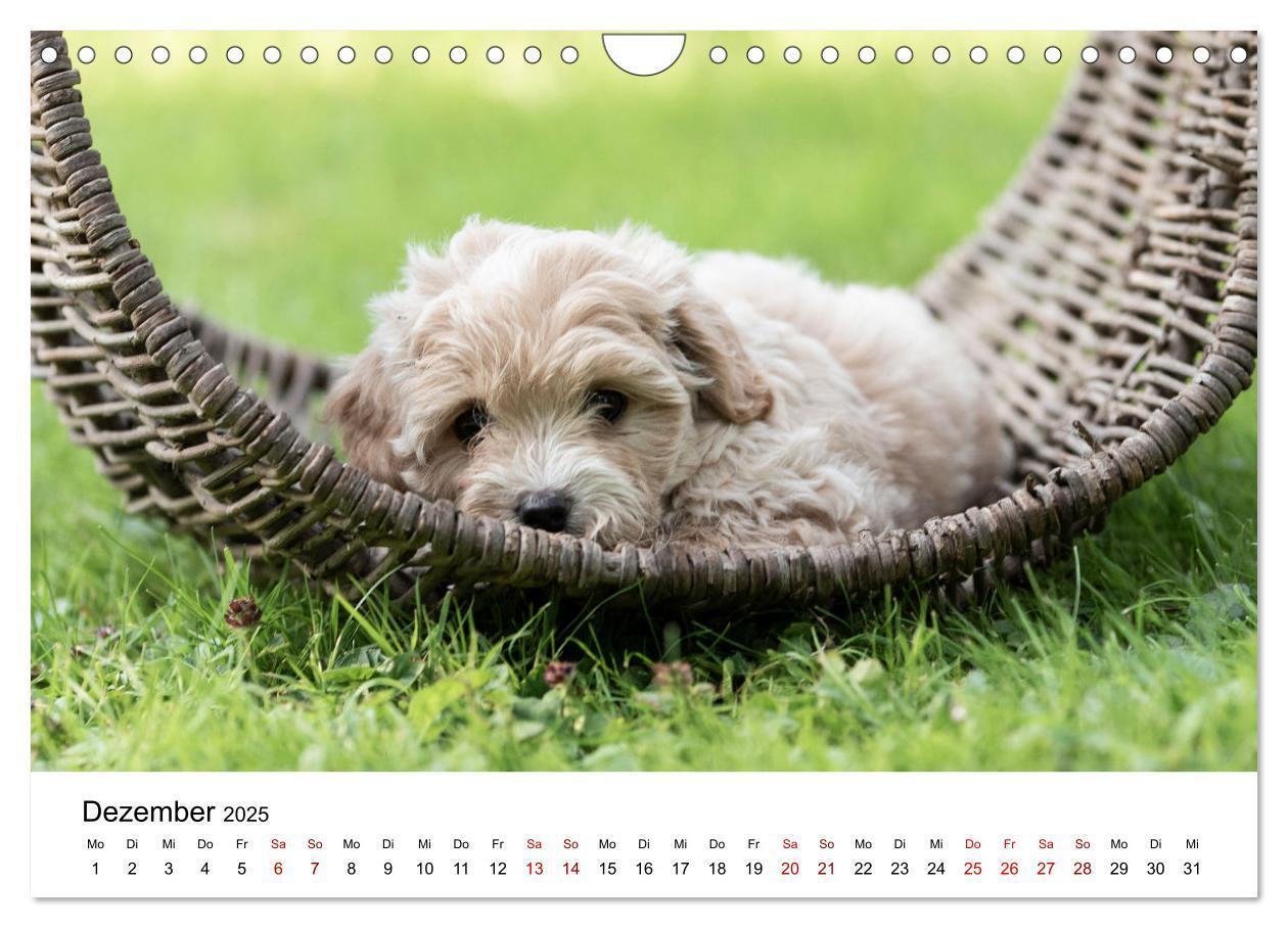 Bild: 9783435038350 | Maltipoo Welpen (Wandkalender 2025 DIN A4 quer), CALVENDO...