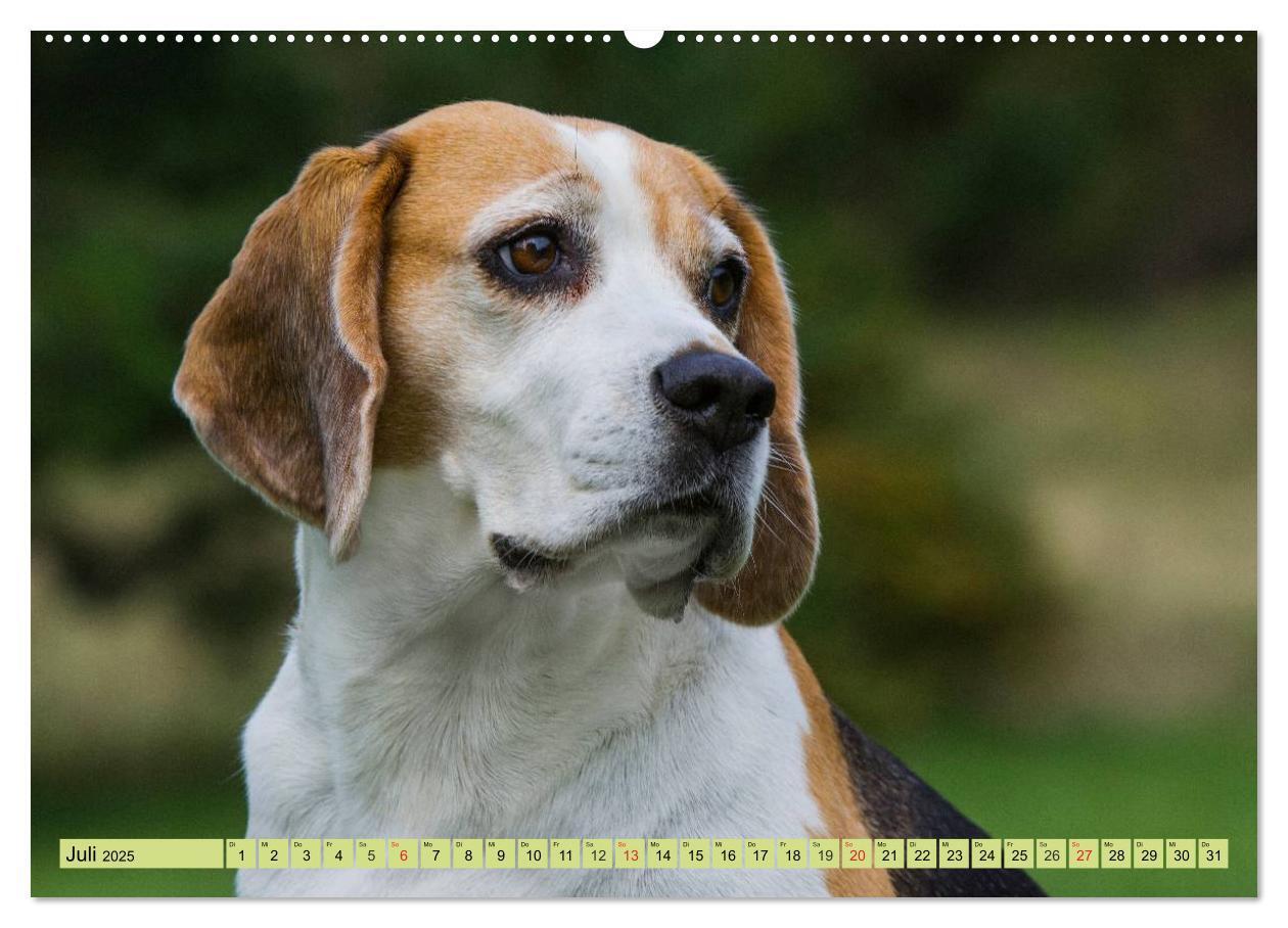 Bild: 9783435573707 | Beagle - Herz auf 4 Pfoten (hochwertiger Premium Wandkalender 2025...