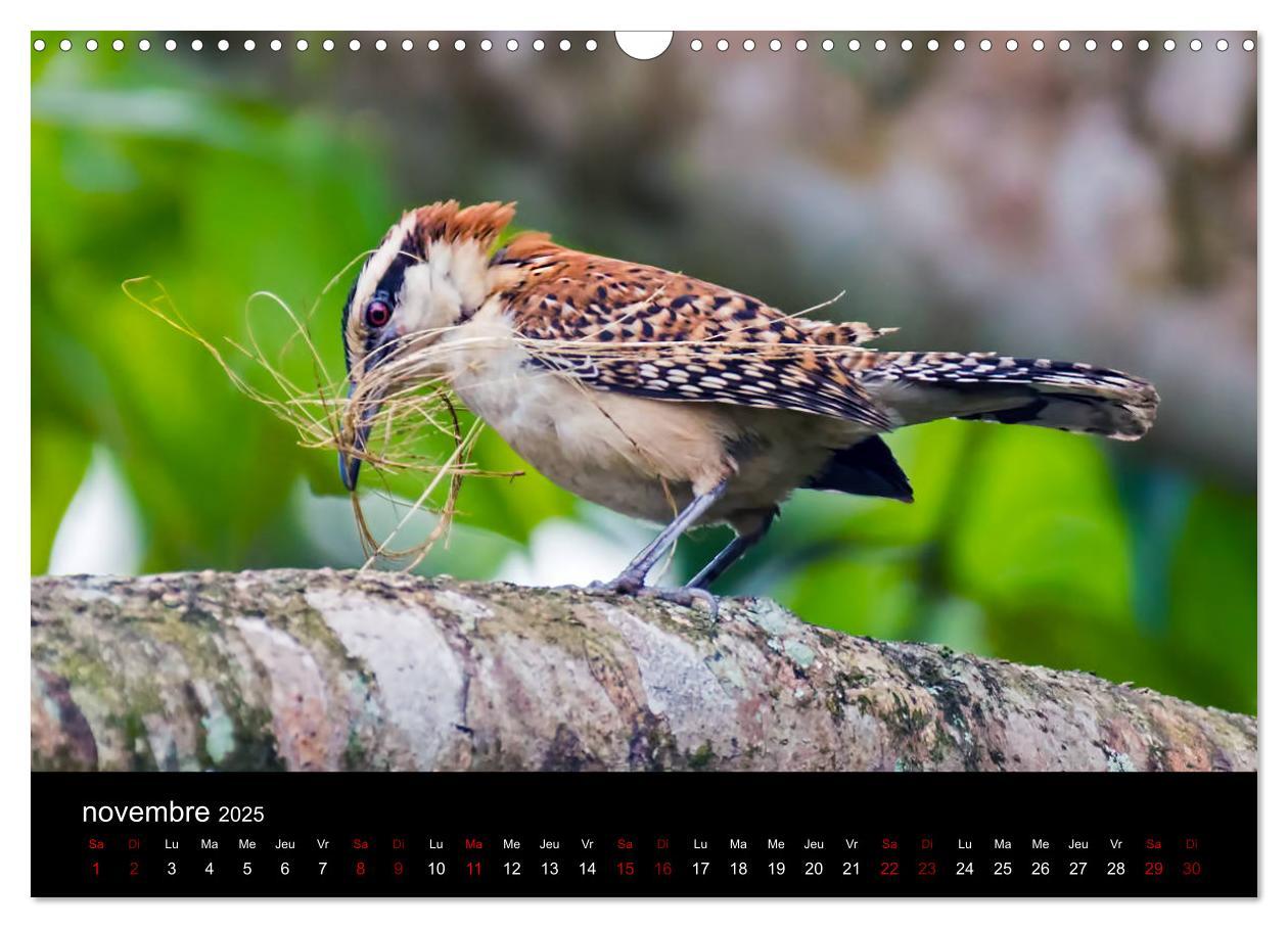 Bild: 9781325937059 | Costa Rica Paradis de la Biodiversité (Calendrier mural 2025 DIN A3...