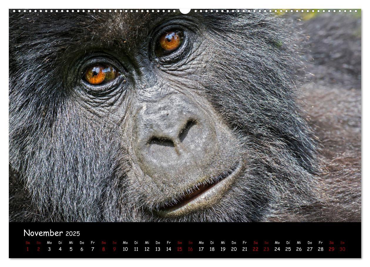 Bild: 9783435119080 | Berggorillas: die bedrohten Riesen (Wandkalender 2025 DIN A2 quer),...