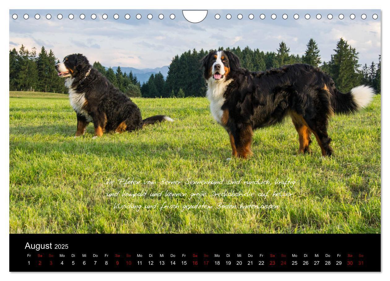 Bild: 9783435403431 | So ist er. Der Berner Sennenhund (Wandkalender 2025 DIN A4 quer),...