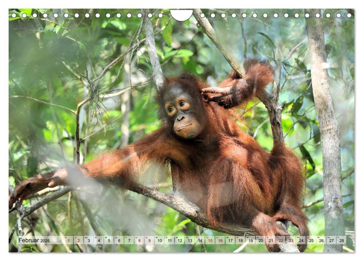 Bild: 9783435228133 | Orang Utans: Zu Besuch im Regenwald (Wandkalender 2025 DIN A4...