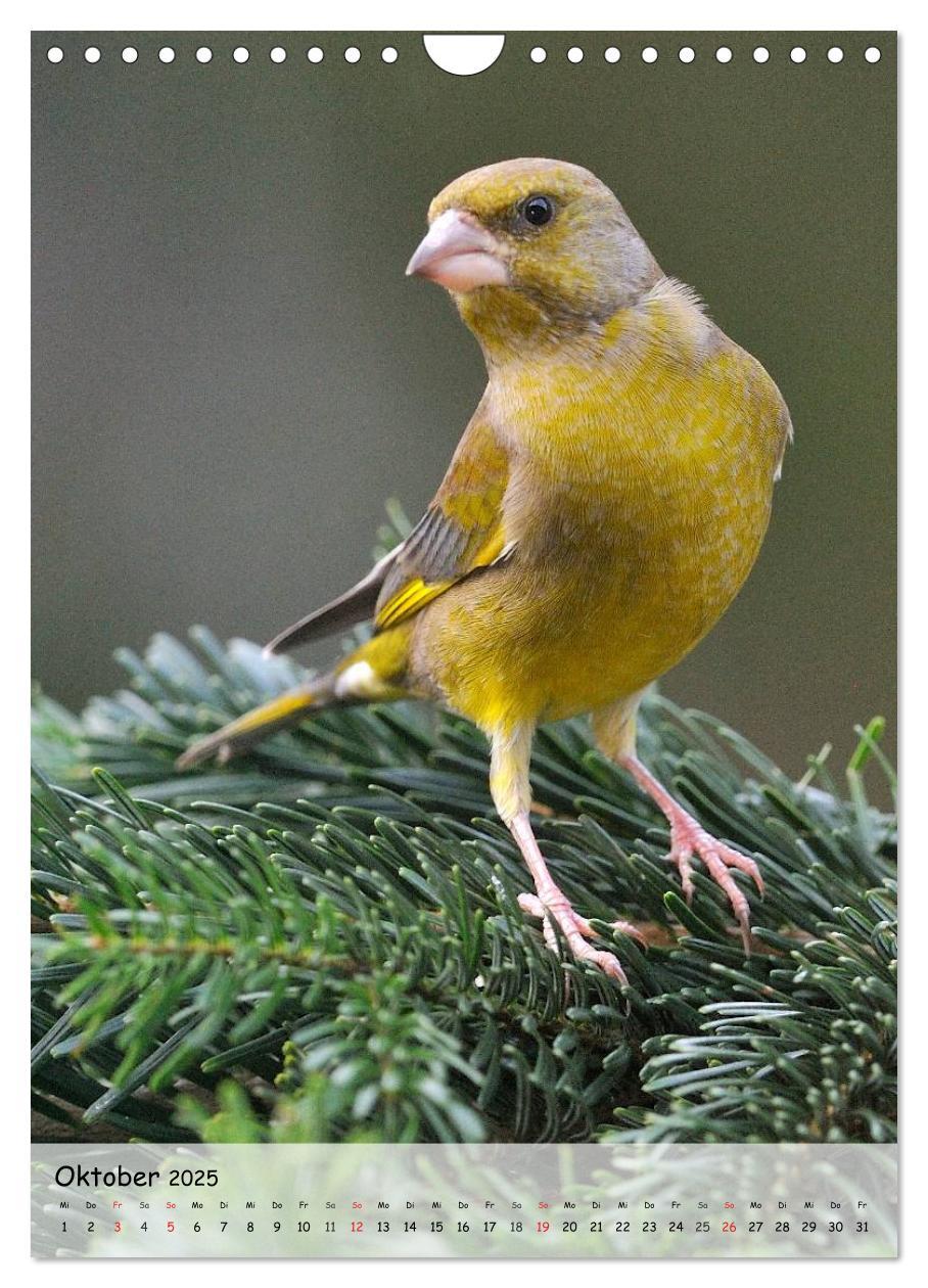 Bild: 9783457043684 | Vögel im heimischen Garten (Wandkalender 2025 DIN A4 hoch),...