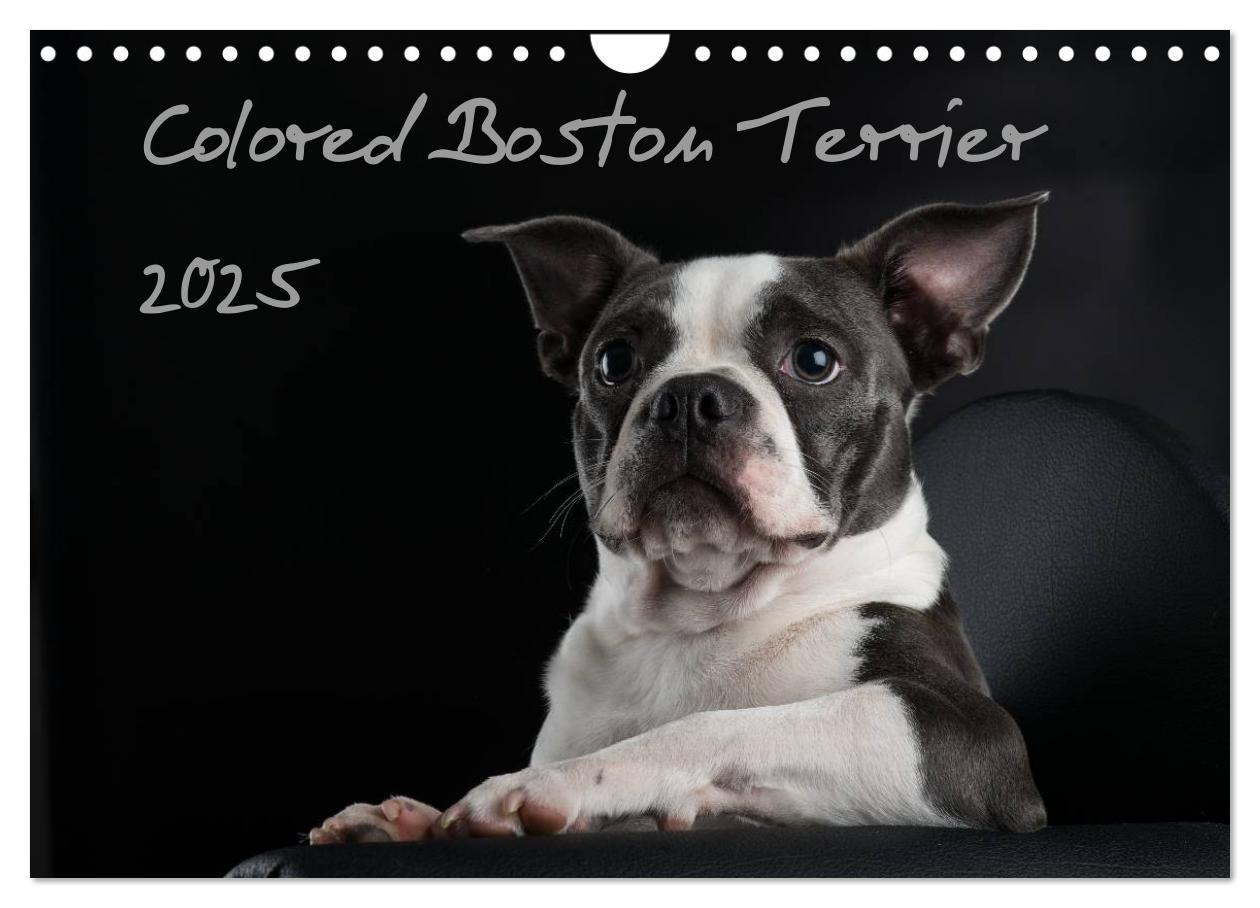 Cover: 9783435614318 | Colored Boston Terrier 2025 (Wandkalender 2025 DIN A4 quer),...