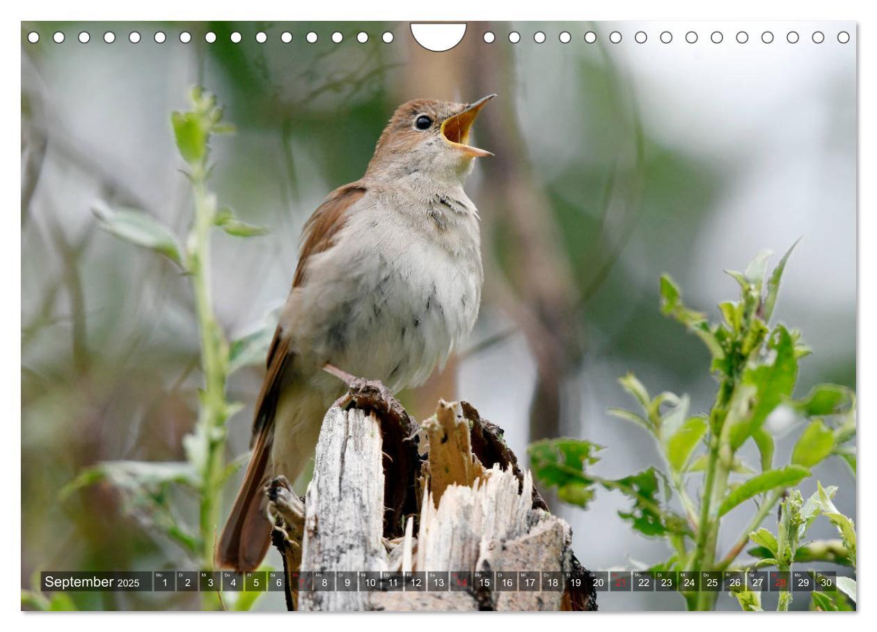 Bild: 9783435193264 | Heimische Singvögel in Feld und Flur (Wandkalender 2025 DIN A4...