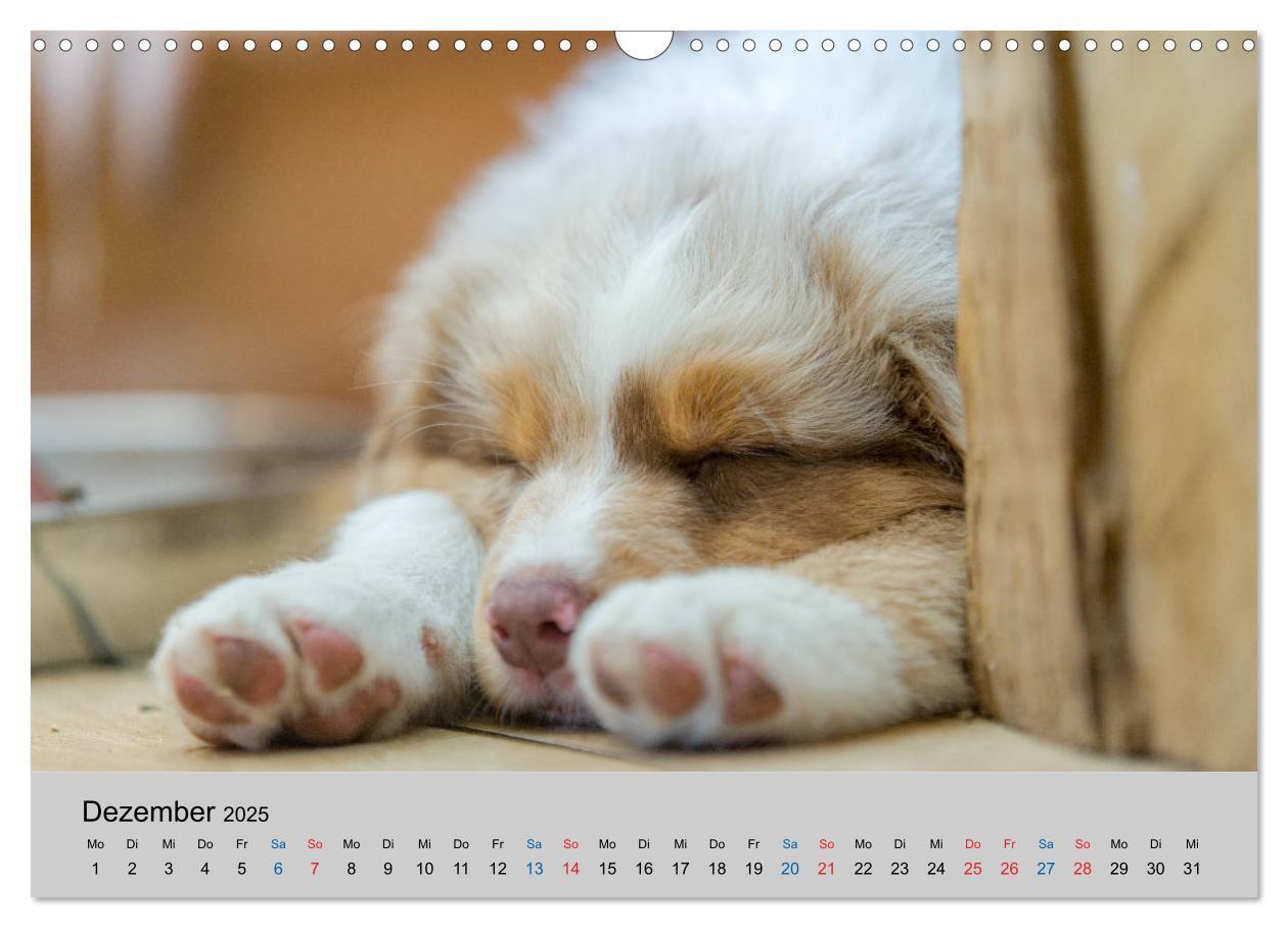 Bild: 9783435151035 | Australian Shepherd Welpen 2025 (Wandkalender 2025 DIN A3 quer),...