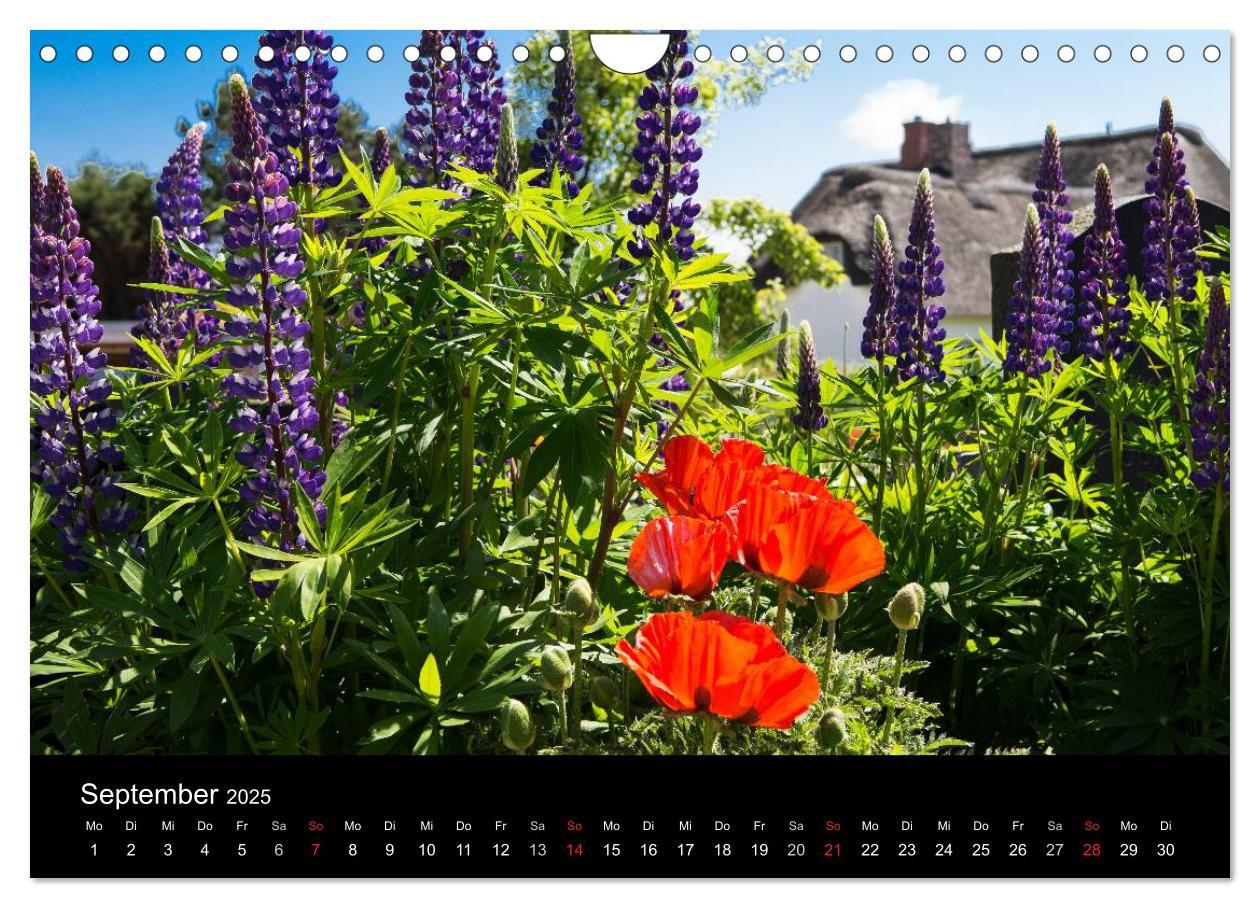 Bild: 9783435614295 | Amrumer Impressionen (Wandkalender 2025 DIN A4 quer), CALVENDO...