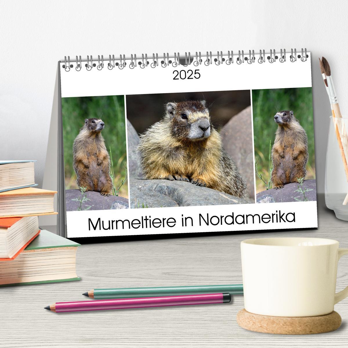 Bild: 9783435396306 | Murmeltiere in Nordamerika (Tischkalender 2025 DIN A5 quer),...