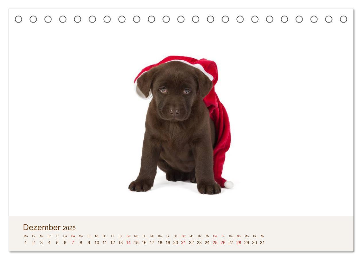 Bild: 9783435616152 | Labrador - Welpen (Tischkalender 2025 DIN A5 quer), CALVENDO...