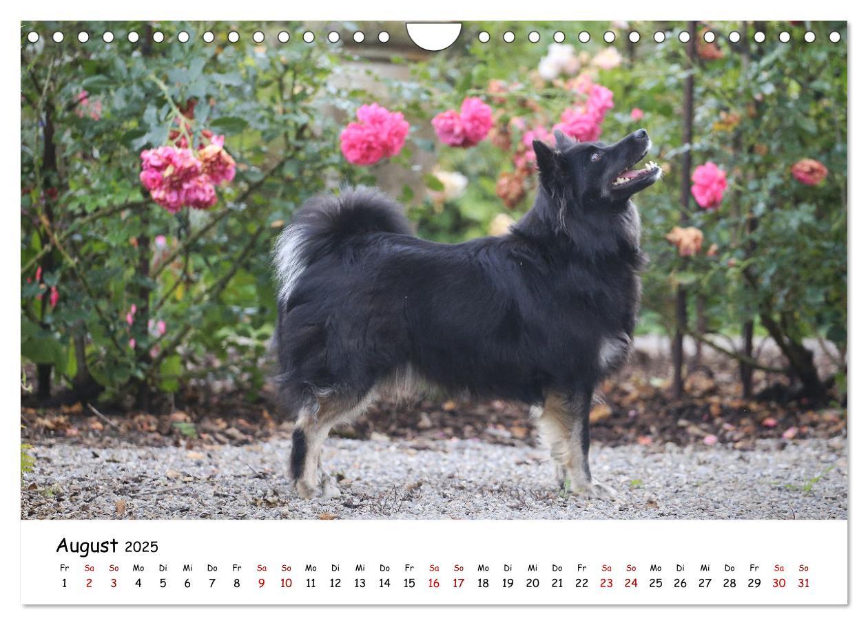 Bild: 9783383973161 | Islandhunde (Wandkalender 2025 DIN A4 quer), CALVENDO Monatskalender