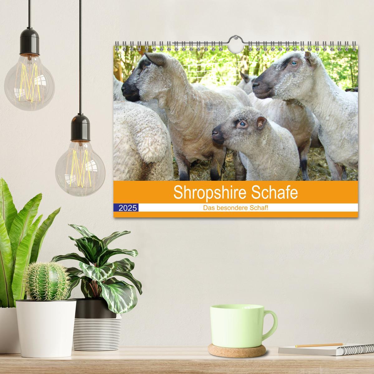 Bild: 9783435249985 | Shropshire Schafe (Wandkalender 2025 DIN A4 quer), CALVENDO...