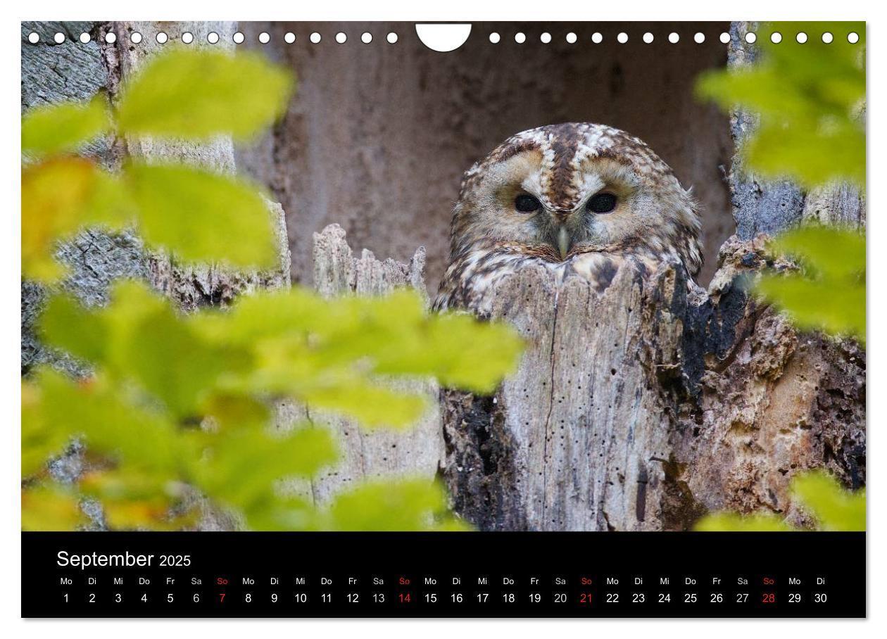 Bild: 9783435531264 | Waldkäuze, fotografiert in München (Wandkalender 2025 DIN A4 quer),...