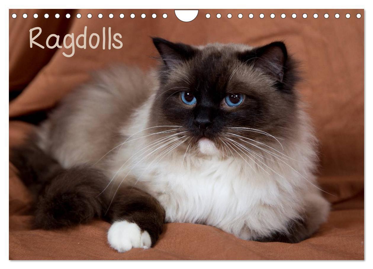 Cover: 9783435754328 | Ragdolls (Wandkalender 2025 DIN A4 quer), CALVENDO Monatskalender