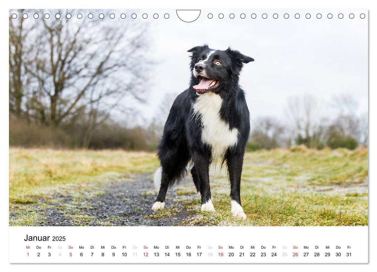 Bild: 9783435578153 | Border Collies 2025 (Wandkalender 2025 DIN A4 quer), CALVENDO...