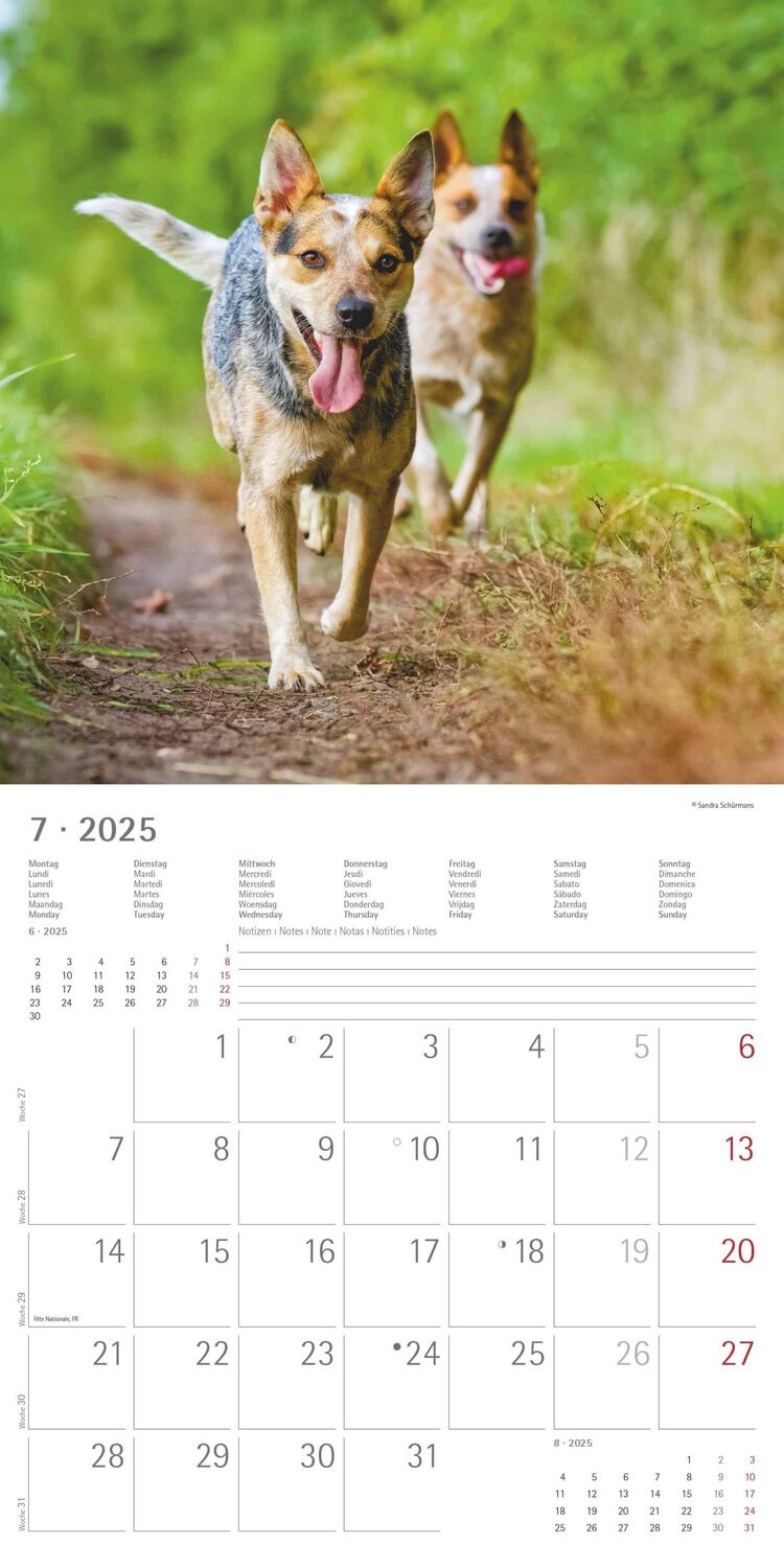 Bild: 4251732340650 | Hunde 2025 - Broschürenkalender 30x30 cm (30x60 geöffnet) -...