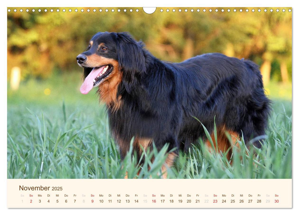 Bild: 9783435792573 | Hovawarte - einmal anders (Wandkalender 2025 DIN A3 quer), CALVENDO...