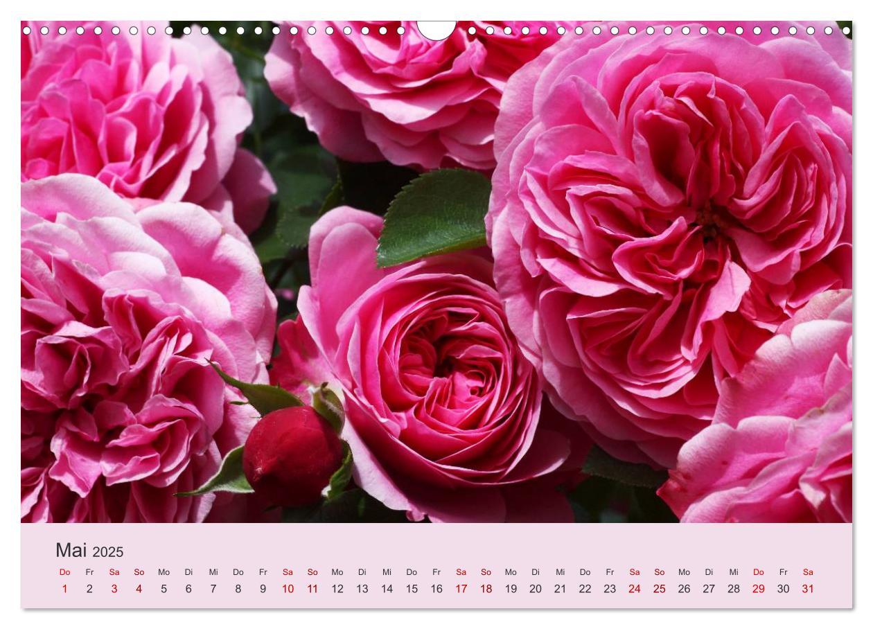 Bild: 9783435453221 | Rosen Reigen im Garten (Wandkalender 2025 DIN A3 quer), CALVENDO...