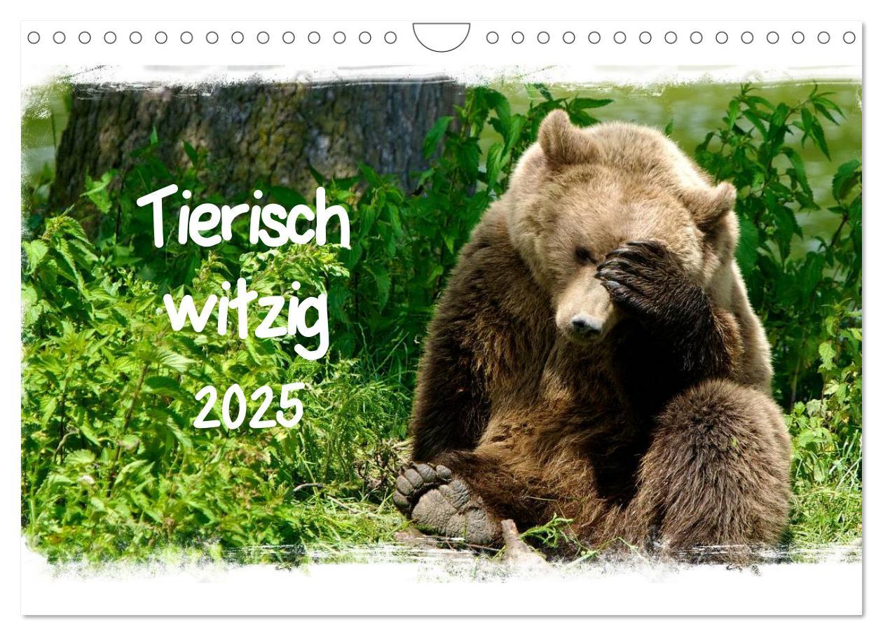 Cover: 9783435606955 | Tierisch witzig (Wandkalender 2025 DIN A4 quer), CALVENDO...