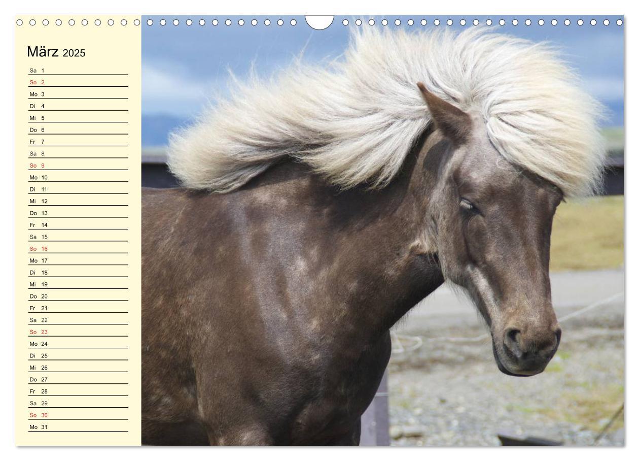 Bild: 9783435651825 | Ponys. Herzensbrecher mit Grips (Wandkalender 2025 DIN A3 quer),...