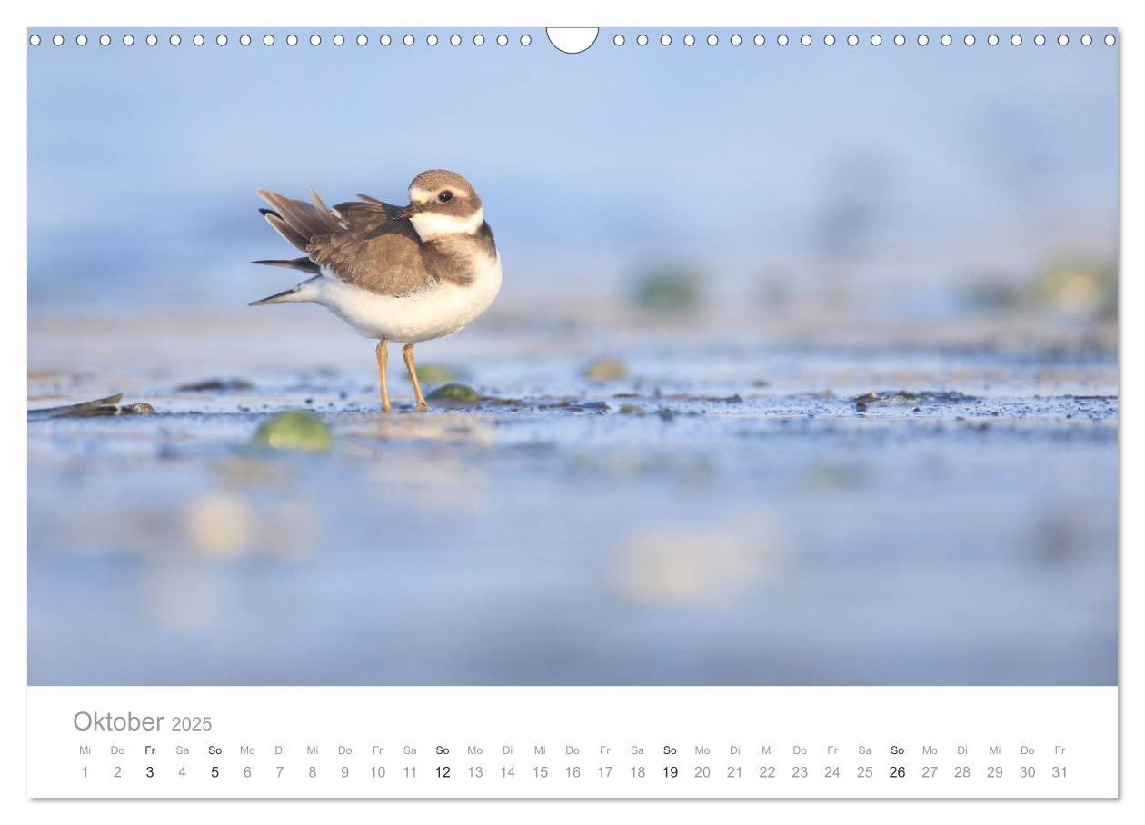 Bild: 9783435179749 | Vögel in Ost- und Norddeutschland 2025 (Wandkalender 2025 DIN A3...